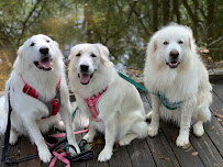 Rescue Insurance Agency LLC - Photo 2 - Car repair in McKinney, TX, McKinney