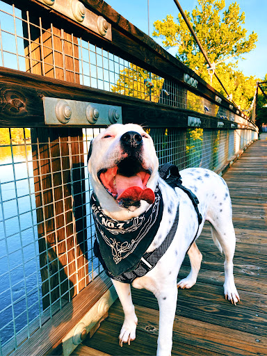 BluePearl Pet Hospital image