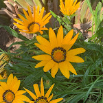 Photo n°2 de l'avis de eugenio.t fait le 27/05/2023 à 15:33 sur le  Hotel Parco delle Agavi à Forio