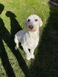 Besa Pets - Photo 3 - Car repair in Lancaster, PA, Lancaster