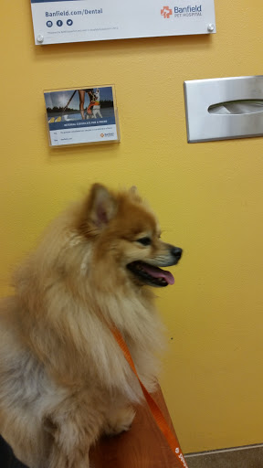 Pet Supply Store «PetSmart», reviews and photos, 4500 Mitchellville Rd, Bowie, MD 20716, USA