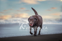 K9 Photo - Photo 2 - Car repair in Kingsport, TN, Johnson City