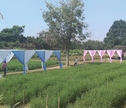 สถานีฟาร์ม SOD photo
