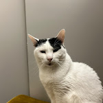 Photo n°1 de l'avis de Luca.a fait le 23/09/2023 à 15:07 sur le  Crazy Cat Café à Milan