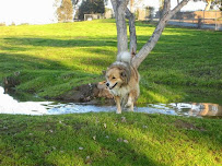 JC Pet Care - Photo 2 - Car repair in Winchester, CA, Hemet