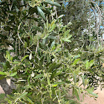 Photo n°15 de l'avis de Filipe.i fait le 13/06/2023 à 20:46 sur le  Osteria Caccia al Piano à Bolgheri I