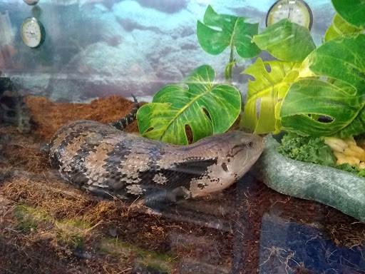 Pet Supply Store «Petco Animal Supplies», reviews and photos, 990 Brook Forest Ave, Shorewood, IL 60431, USA