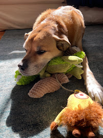 Pawsitive Dawg Walking and Pet Sitting, LLC - Photo 9 - Car repair in , Boston