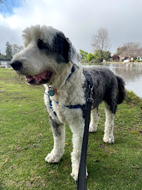 Sit Walk & Wag - Photo 6 - Car repair in Santa Cruz, CA, Santa Cruz