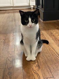 Cat Boarding by Nourish - Photo 5 - Car repair in Houston, TX, Houston