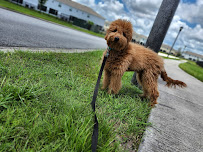 HappiPawz - Photo 4 - Car repair in , Winter Haven