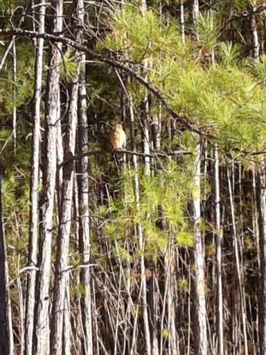 Park «Wade-Walker Park», reviews and photos, 5585 Rockbridge Rd, Stone Mountain, GA 30088, USA