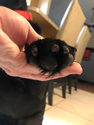 Pet Groomer «Dog Gone Cute Grooming & Bowtique», reviews and photos, 446 Racetrack Rd NW Unit F, Fort Walton Beach, FL 32547, USA