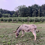 Photo n°1 de l'avis de Silvano.e fait le 29/06/2023 à 19:41 sur le  Tenuta Bonicelli à Ceresole Alba