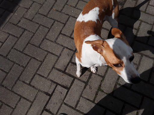 Tierarzt Dr. Richter unter Oschatz, 
