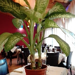 Photo n°2 de l'avis de Mary.i fait le 17/02/2018 à 14:00 sur le  Osteria del VII miglio à Settimo Milanese