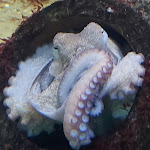 Photo n°4 de l'avis de iris.e fait le 29/03/2024 à 13:40 sur le  Aquarium Wilhelmshaven incl. Prehistoric Sea Museum à Wilhelmshaven