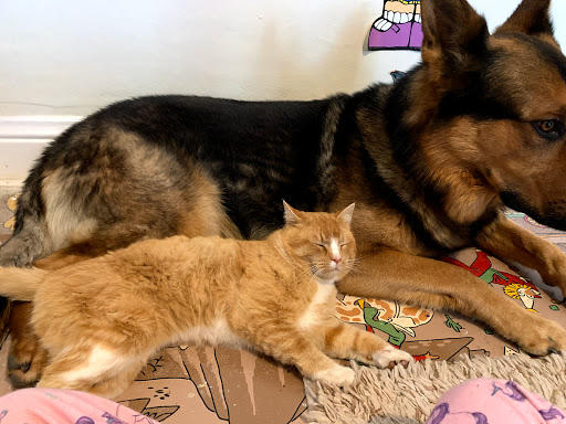 13777 W 85th Dr, Arvada, CO 80005, USA