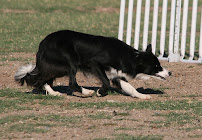 Goose Busters III The Border Collie Patrol, Inc. - Photo 8 - Car repair in , Raleigh