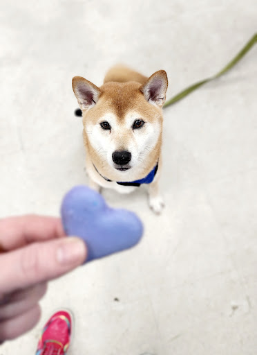 Pet Groomer «Pet World», reviews and photos, 4033 W Mercury Blvd, Hampton, VA 23666, USA