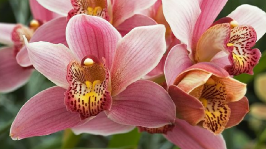 Cymbidium Floristería