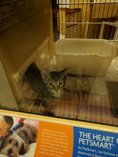 Pet Supply Store «PetSmart», reviews and photos, 1275 N Military Hwy, Norfolk, VA 23502, USA