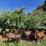 Photo n°2 de l'avis de Natka.A fait le 26/05/2023 à 12:08 sur le  Forellenhof Waldhölzbach à Losheim am See