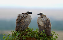 Photography by Shelton - Photo 6 - Car repair in , Aurora