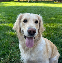 Latchkey Pets-Daytime Dog Walking & Vacation Pet Sitting (Raymore, Belton, Grandview, South Kansas City) - Photo 9 - Car repair in , Overland Park