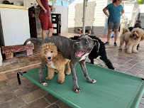 Asger K9 - Photo 6 - Car repair in Hialeah, FL, Hialeah