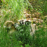 Photo n°1 de l'avis de Michaela.a fait le 28/05/2023 à 08:10 sur le  Tier-Erlebnispark Bell à Bell