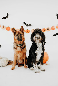 The Bark Spot - Photo 1 - Car repair in Layton, UT, Ogden