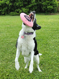 The Furry Godmother Pet Sitting Services - Photo 2 - Car repair in , Virginia Beach