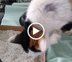 Central Hospital Veterinarian Queretaro, photo