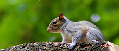 Urban Wildlife and Bee Removal - Photo 1 - Car repair in , Raleigh