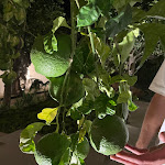 Photo n°10 de l'avis de Paige.a fait le 03/10/2022 à 11:30 sur le  Vrasa à Sorrento