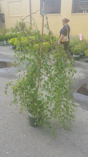 Florist «Cityside Flowers - Metropolitan Wholesale», reviews and photos, 285 N Midland Ave, Saddle Brook, NJ 07663, USA