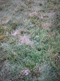 Natural Way Lawn & Tree Service - Photo 6 - Car repair in Taylor, MI, Toledo