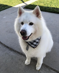 OC Dog House Grooming - Photo 9 - Car repair in , Santa Ana