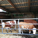 Photo n°4 de l'avis de Die.e fait le 22/05/2022 à 15:00 sur le  Gruden - Zbogar, agriturismo, vendita formaggi, carne, salumi, vino, verdura à Sgonico