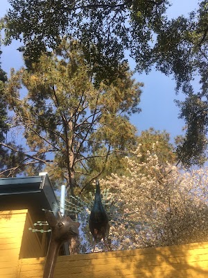 Pine Forest Pre-Primary School - photo 1