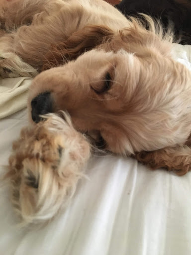 Pet Supply Store «Feeders Supply», reviews and photos, 1610 Ring Rd, Elizabethtown, KY 42701, USA