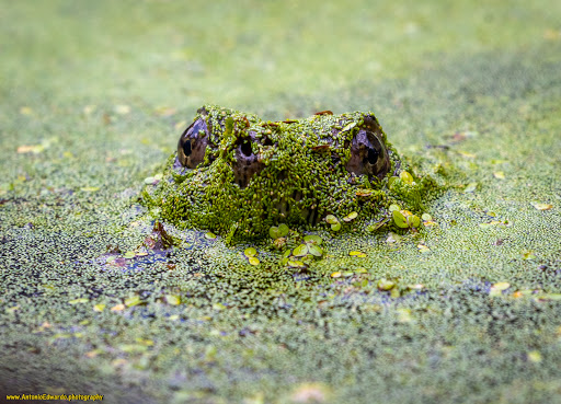Nature Preserve «Cincinnati Nature Center», reviews and photos, 4949 Tealtown Rd, Milford, OH 45150, USA