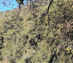 Walter Sisulu National Botanical Garden photo