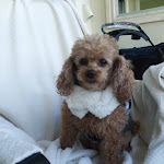 Photo n°17 de l'avis de Terrie. fait le 03/01/2020 à 15:28 sur le  Hotel Mirti à Rome