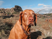 Willow & Friends - Photo 3 - Car repair in , Thornton