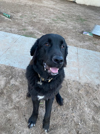 4 Paws Country Kennels LLC - Photo 4 - Car repair in Colorado Springs, CO, Colorado Springs