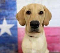 Dr. Kerry's PETVET - Car repair in Conroe, TX, The Woodlands - Rated 4.2/5