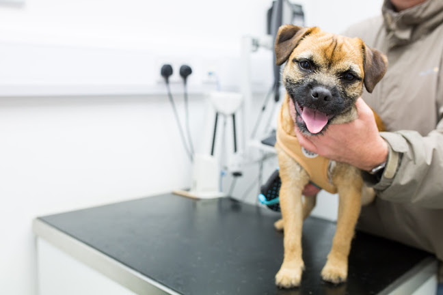 Comments and reviews of Hollygate Veterinary Clinic