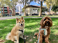 Bobby's Dog Walking Service - Photo 9 - Car repair in Hoboken, NJ, Jersey City